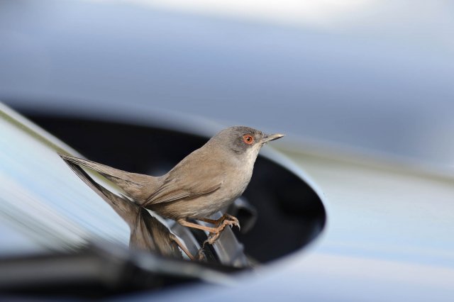 Fauvette mélanocéphale / Sardinian Warbler